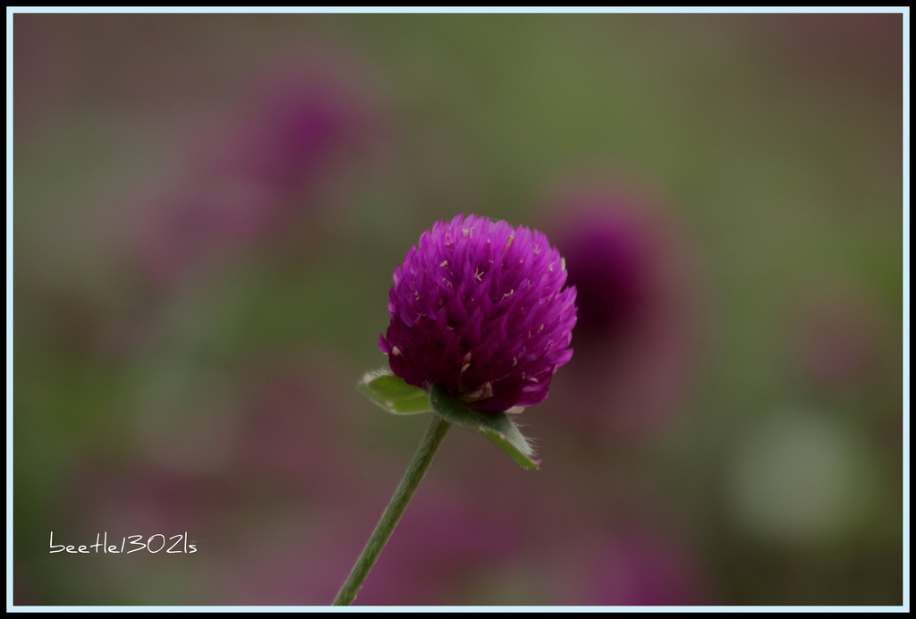 Globe Amaranth